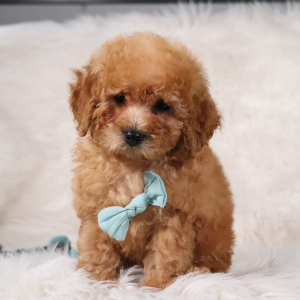 Poodle Puppy Kojak
