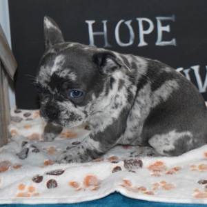 Frenchton Puppy Fletcher