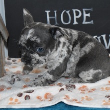 Frenchton Puppy Fletcher