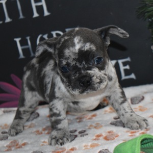 Frenchton Puppy Fletcher