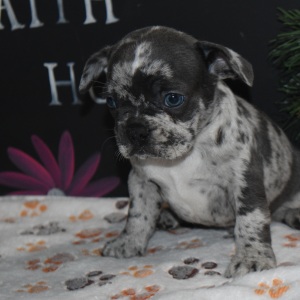 Frenchton Puppy Fletcher