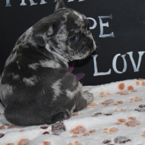 Frenchton Puppy Fletcher