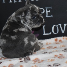Frenchton Puppy Fletcher