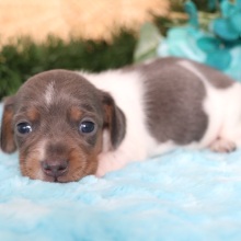 Dachshund Puppy Stitch