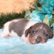 Dachshund Puppy Stitch