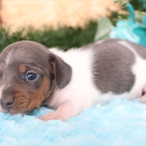 Dachshund Puppy Stitch