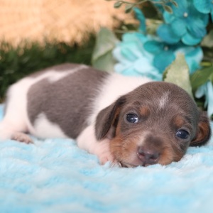 Dachshund Puppy Stitch