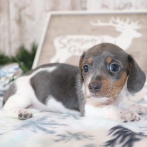 Dachshund Puppy Stitch