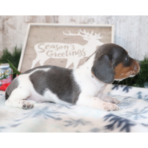 Dachshund Puppy Stitch