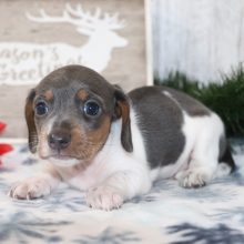 Dachshund Puppy Stitch