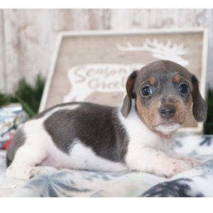 Dachshund Puppy Stitch