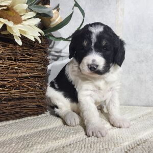 Bernedoodle Puppy Carmen