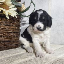 Bernedoodle Puppy Carmen