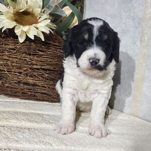 Bernedoodle Puppy Carmen
