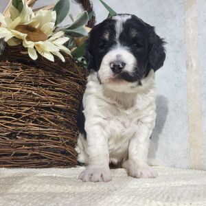 Bernedoodle Puppy Carmen