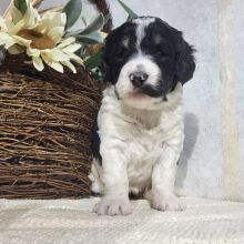 Bernedoodle Puppy Carmen