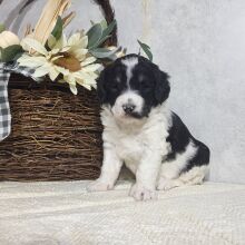 Bernedoodle Puppy Carmen