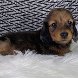 Dachshund Puppy Eddy