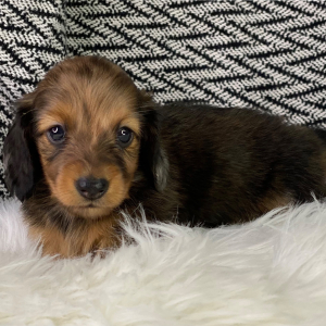 Dachshund Puppy Eddy