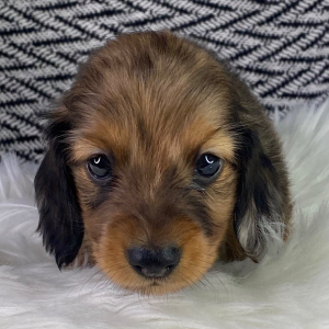 Dachshund Puppy Eddy