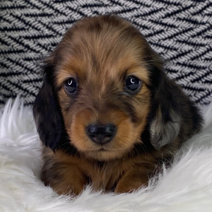 Dachshund Puppy Eddy