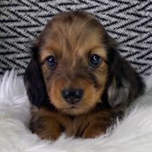 Dachshund Puppy Eddy