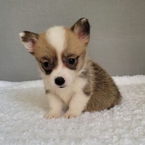 Pembroke Welsh Corgi Puppy TEST Bells