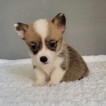 Pembroke Welsh Corgi Puppy TEST Bells