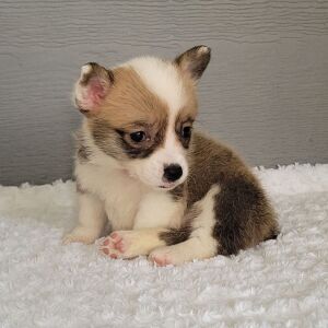 Pembroke Welsh Corgi Puppy TEST Bells
