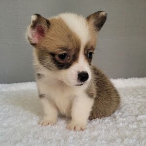 Pembroke Welsh Corgi Puppy TEST Bells