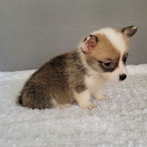 Pembroke Welsh Corgi Puppy TEST Bells