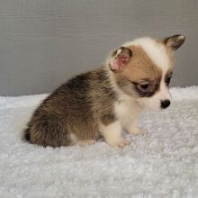 Pembroke Welsh Corgi Puppy TEST Bells