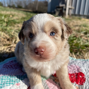 Australian Shepherd Puppy Eddy