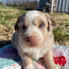 Australian Shepherd Puppy Eddy
