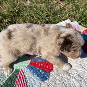 Australian Shepherd Puppy Eddy