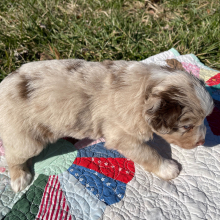 Australian Shepherd Puppy Eddy