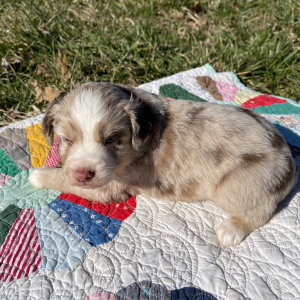 Australian Shepherd Puppy Eddy