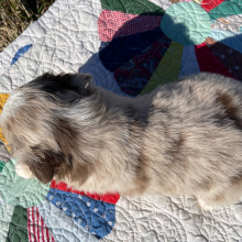 Australian Shepherd Puppy Eddy