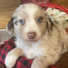 Australian Shepherd Puppy Eddy