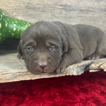 Labrador Retriever Puppy Daisy