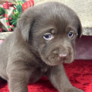Labrador Retriever Puppy Daisy