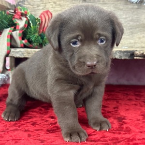 Labrador Retriever Puppy Daisy