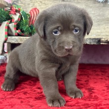 Labrador Retriever Puppy Daisy