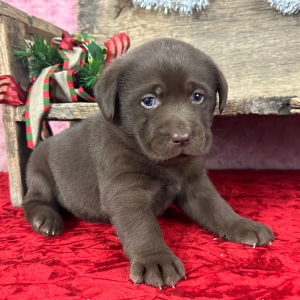 Labrador Retriever Puppy Daisy