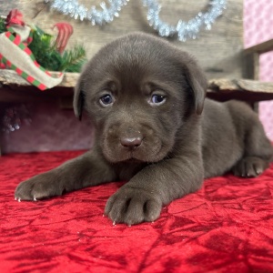 Labrador Retriever Puppy Daisy