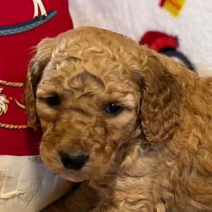Poodle Puppy Milley