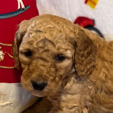 Poodle Puppy Milley