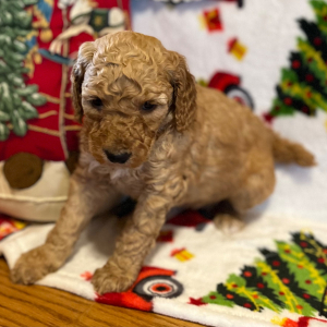 Poodle Puppy Milley