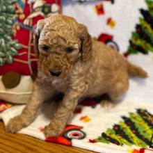 Poodle Puppy Milley
