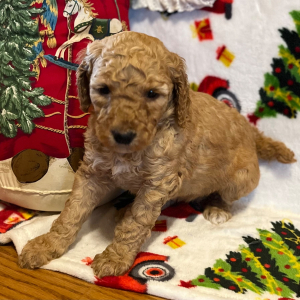 Poodle Puppy Milley